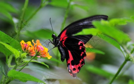 红黑蝶采粉图片