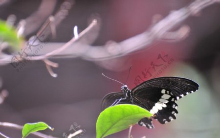 黑蝶占枝图片