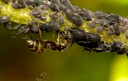 蚂蚁蚜虫图片