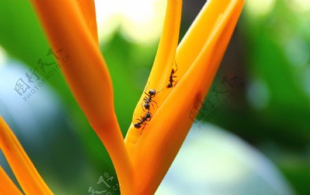 鹤望兰上的蚂蚁图片