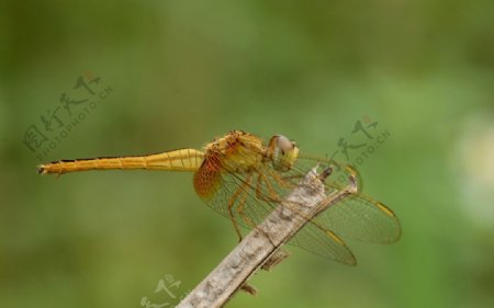 越南黄蜻蜓图片