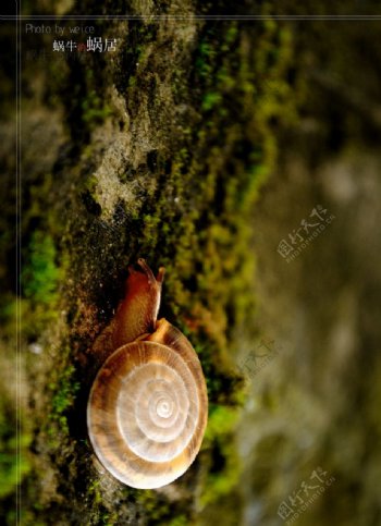 蜗牛蜗居图片
