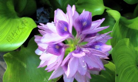 紫色水葫芦图片