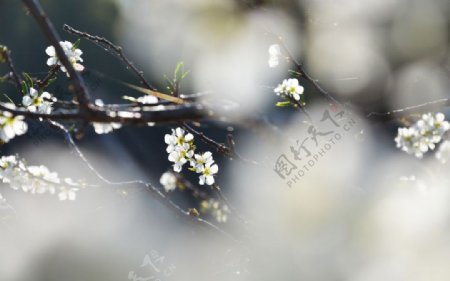 李子树开花图片