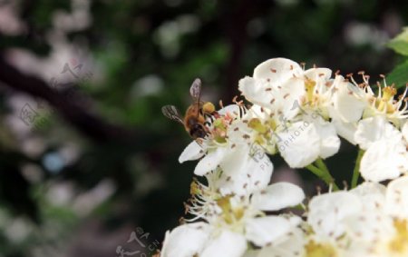山楂花和蜜蜂图片