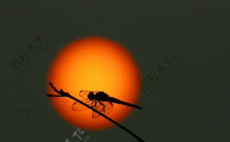 蜻蜓映日图片