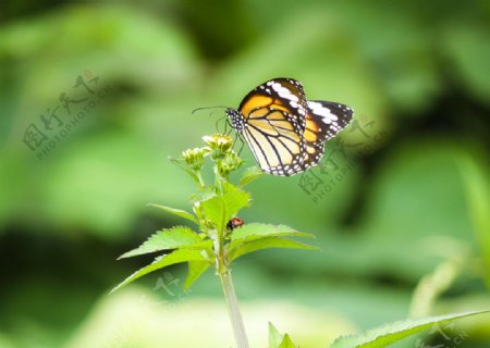 蝴蝶与瓢虫图片