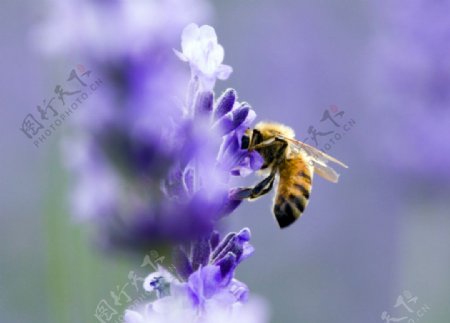 薰衣草上的蜜蜂图片