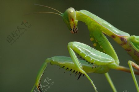 微距螳螂图片
