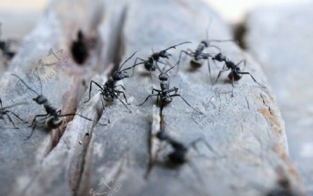 蚂蚁群图片