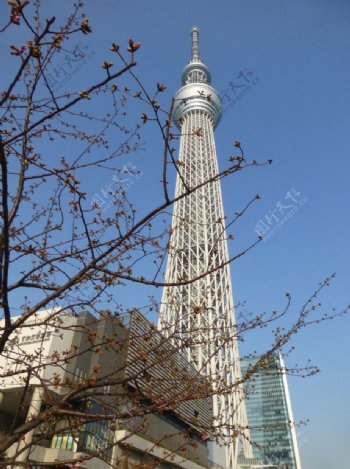 日本晴空塔图片