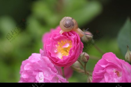 蔷薇与蜗牛图片