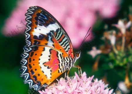 花斑纹蝴蝶图片