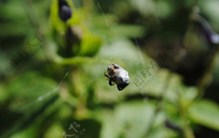 蛛网中的蜜蜂图片