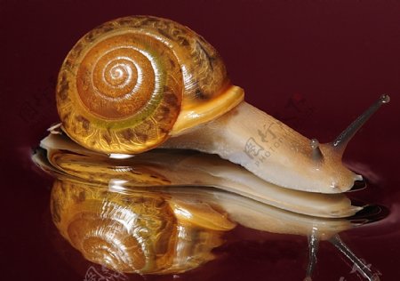 爬行的蜗牛高清图片