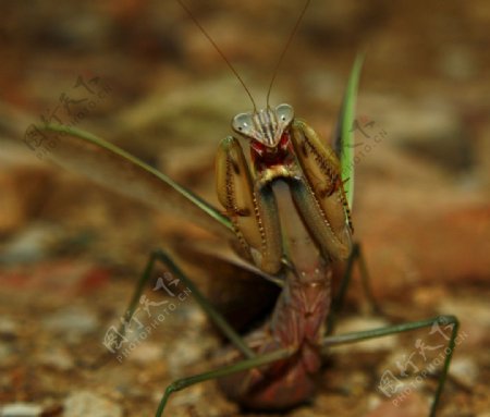 可爱螳螂超大图片