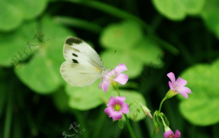 野花上的蝴蝶图片