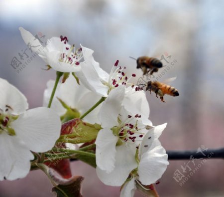 花香蜂自来图片
