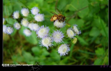 花蜜蜂图片