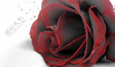 枯萎的玫瑰图片
