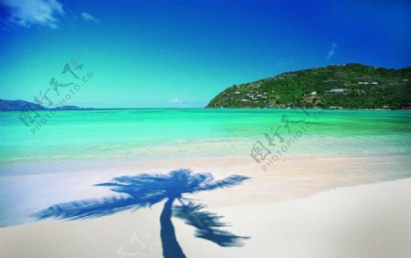 沙滩树影图片