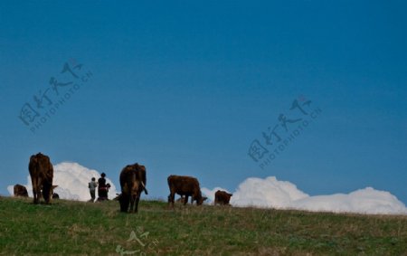 蓝天草原牛群图片