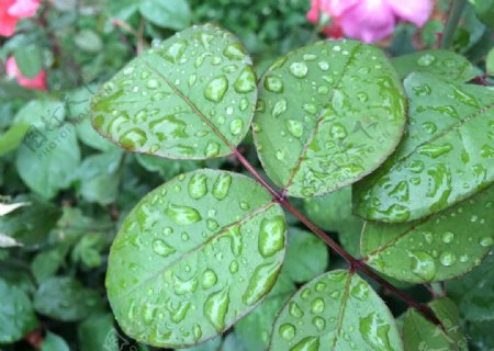 雨中的绿叶图片