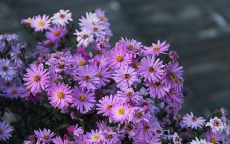 一簇紫色小花朵图片