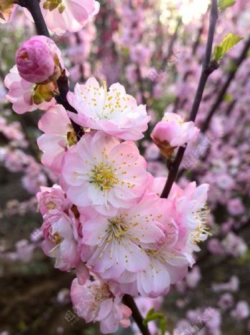 榆叶梅梅花图片