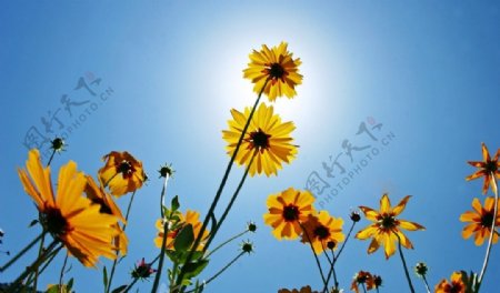 奥林匹克公园太阳花图片