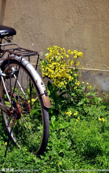 墙边的野花和自行车图片