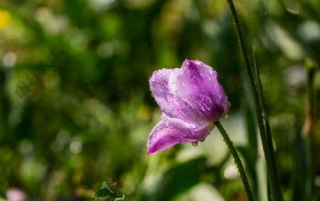 晶莹的紫色郁金香图片