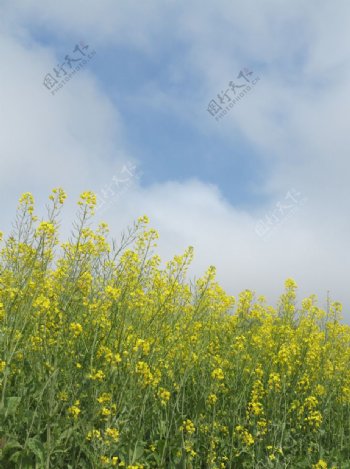 油菜花图片