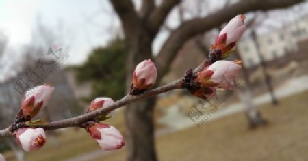 春天含苞待放的桃花枝图片