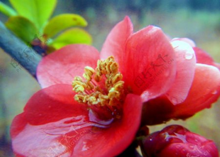 红海棠图片