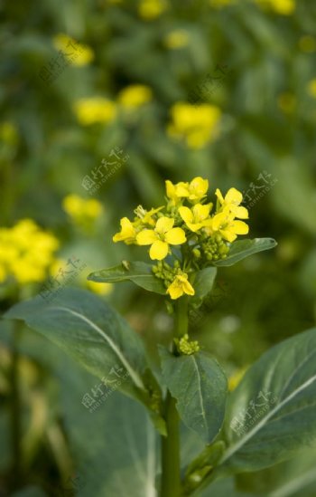 黄色花朵图片