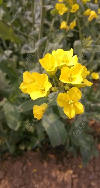黄色小野花图片