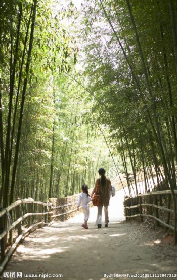 竹林漫步图片