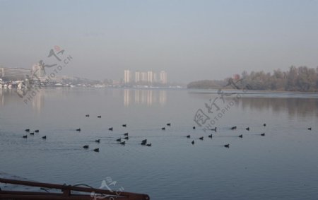 多瑙河上的水鸟图片