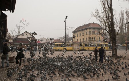 萨拉热窝老城鸽子广场图片