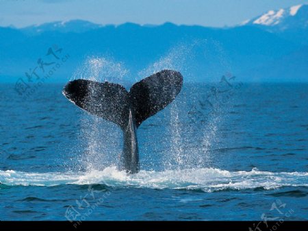 驼背鲸鱼图片