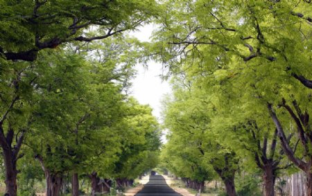 绿树林荫的印度街道美景图片