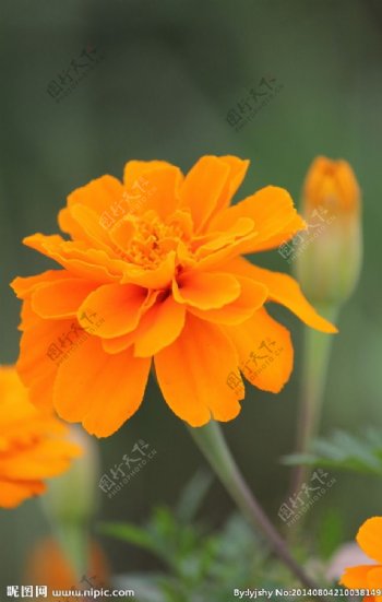 高粱菊图片