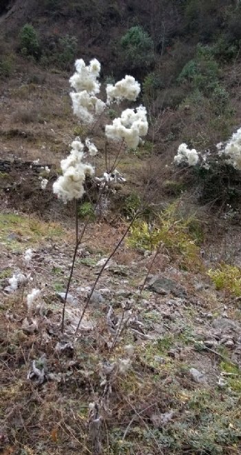 冬日的野棉花图片