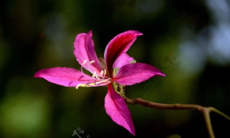 紫荆花图片