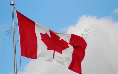 飘扬的加拿大国旗图片