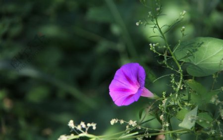 牵牛花图片