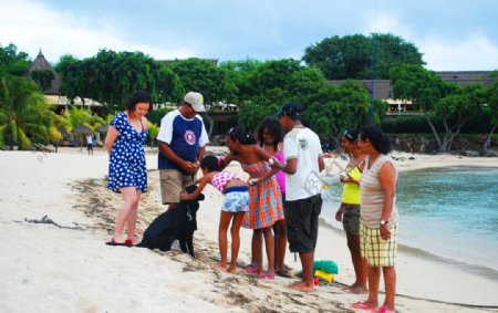 毛里求斯沙滩遛狗图片