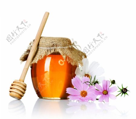 蜂蜜和菊花图片