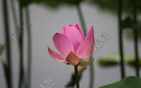 荷花紫竹院图片